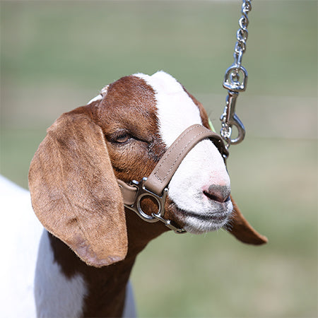 Sullivans FIRST CLASS HALTER- LAMB AND GOAT